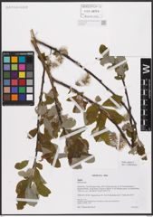 Foto von Salix caprea L.